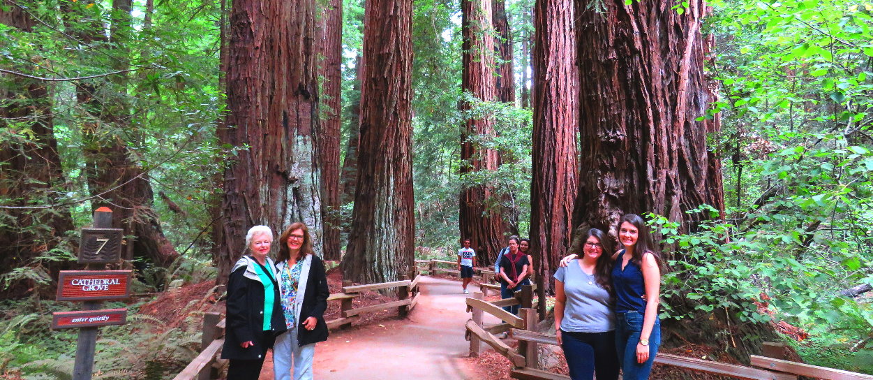 How to visit Muir Woods by shuttle, car and bike